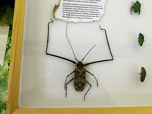 Insekten und mehr in Sundhausen