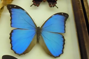 Insekten und mehr in Sundhausen