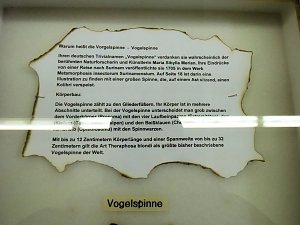 Insekten und mehr in Sundhausen