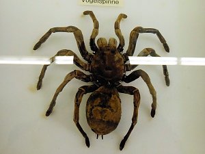 Insekten und mehr in Sundhausen