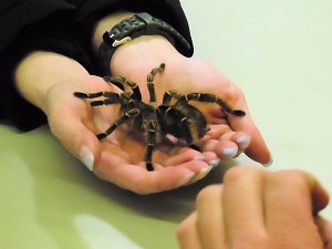Insekten und mehr in Sundhausen