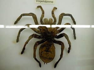 Insekten und mehr in Sundhausen
