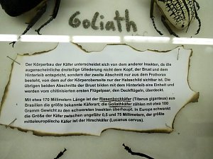 Insekten und mehr in Sundhausen