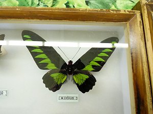Insekten und mehr in Sundhausen