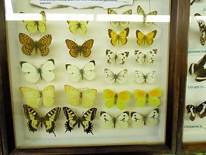 Insekten und mehr in Sundhausen