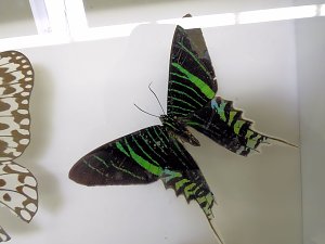 Insekten und mehr in Sundhausen