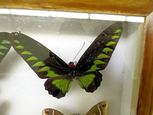 Insekten und mehr in Sundhausen