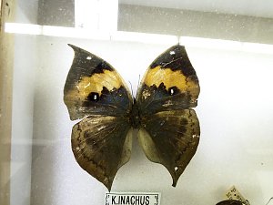 Insekten und mehr in Sundhausen