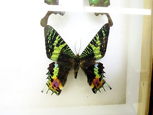 Insekten und mehr in Sundhausen