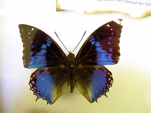 Insekten und mehr in Sundhausen