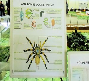 Insekten und mehr in Sundhausen
