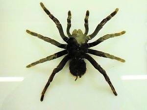 Insekten und mehr in Sundhausen