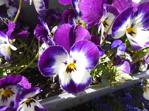 Saisoneröffnung im Sangerhäuser Rosarium