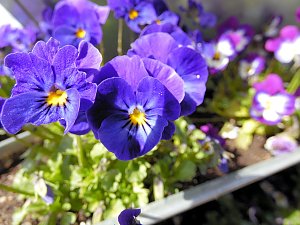 Saisoneröffnung im Sangerhäuser Rosarium