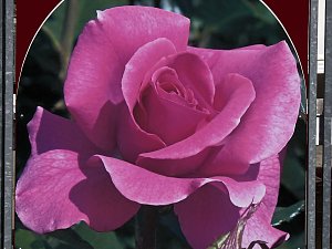 Saisoneröffnung im Sangerhäuser Rosarium