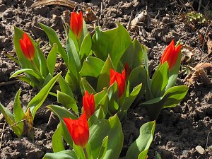 Saisoneröffnung im Sangerhäuser Rosarium