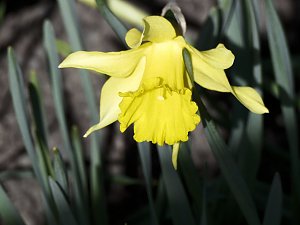 Saisoneröffnung im Sangerhäuser Rosarium