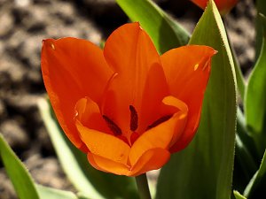 Saisoneröffnung im Sangerhäuser Rosarium