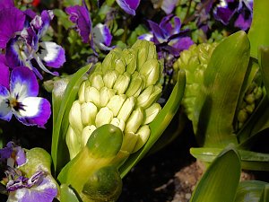 Saisoneröffnung im Sangerhäuser Rosarium