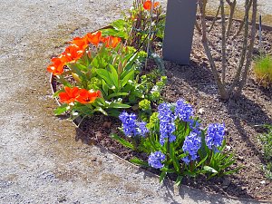 Saisoneröffnung im Sangerhäuser Rosarium