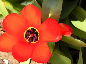Saisoneröffnung im Sangerhäuser Rosarium