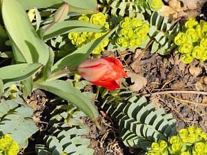 Saisoneröffnung im Sangerhäuser Rosarium
