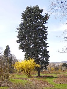 Saisoneröffnung im Sangerhäuser Rosarium