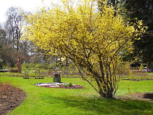 Saisoneröffnung im Sangerhäuser Rosarium