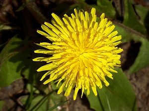 Saisoneröffnung im Sangerhäuser Rosarium