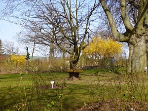 Saisoneröffnung im Sangerhäuser Rosarium