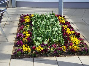 Saisoneröffnung im Sangerhäuser Rosarium