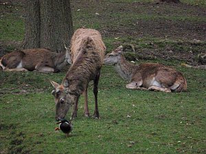 "Untergang" im Park