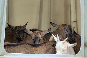 L&auml;mmerfest auf Ziegenalm