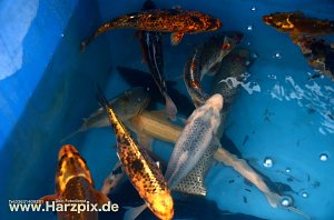 Fischfest