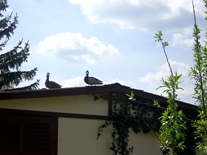 Auf Besuch eingestellt