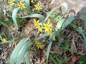 Wald-Goldstern