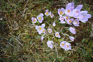 Krokus
