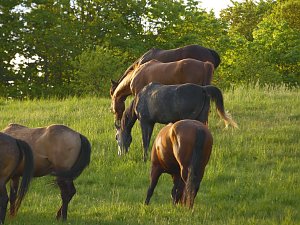 Zu Besuch in Steinsee