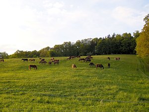 Zu Besuch in Steinsee
