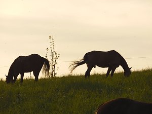 Zu Besuch in Steinsee