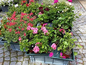 Geranien - und Blumenmarkt auf dem Nordh&auml;user Rathausplatz