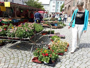 Geranien - und Blumenmarkt auf dem Nordh&auml;user Rathausplatz