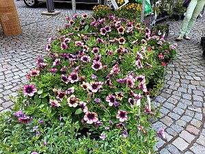 Geranien - und Blumenmarkt auf dem Nordh&auml;user Rathausplatz