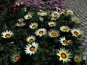 Geranien - und Blumenmarkt auf dem Nordh&auml;user Rathausplatz