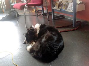 Ein Besuch mit &Uuml;berraschungsg&auml;sten