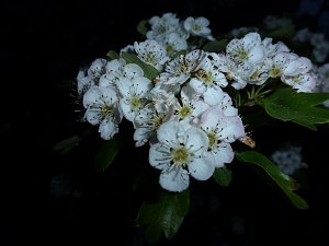Bl&uuml;tenpracht in der Nordh&auml;user Nacht