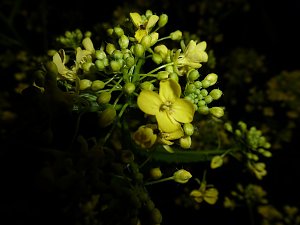 Bl&uuml;tenpracht in der Nordh&auml;user Nacht