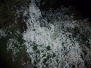 Bl&uuml;tenpracht in der Nordh&auml;user Nacht