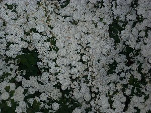 Bl&uuml;tenpracht in der Nordh&auml;user Nacht