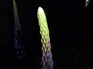 Bl&uuml;tenpracht in der Nordh&auml;user Nacht